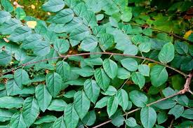 Attēlu rezultāti vaicājumam “Gymnocladus dioicus leaf”