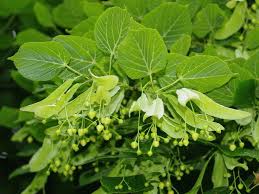 Attēlu rezultāti vaicājumam “Tilia platyphyllos subsp. cordifolia”