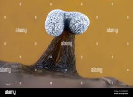 Attēlu rezultāti vaicājumam “Physarum rubiginosum plasmodium”