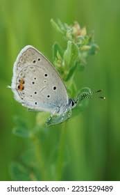 Attēlu rezultāti vaicājumam “Everes argiades female”