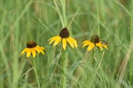 Attēlu rezultāti vaicājumam “Rudbeckia hirta var. pulcherrima”