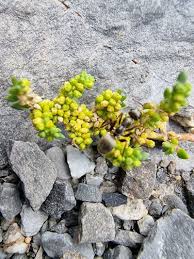 Attēlu rezultāti vaicājumam “Herniaria glabra flower”