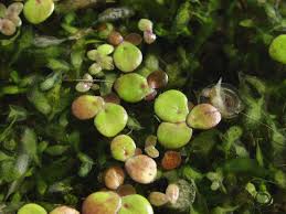 Attēlu rezultāti vaicājumam “Spirodela polyrhiza”