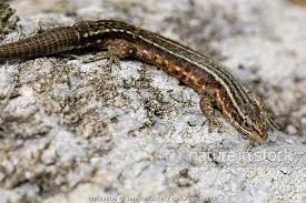 Attēlu rezultāti vaicājumam “Lacerta vivipara”