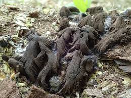 Attēlu rezultāti vaicājumam “Stemonitis fusca spores”