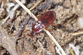 Attēlu rezultāti vaicājumam “Pterostichus aethiops”