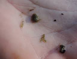 Attēlu rezultāti vaicājumam “Batrachospermum moniliforme”