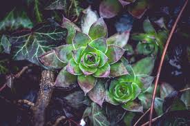 Attēlu rezultāti vaicājumam “Crassulaceae”