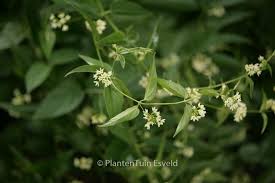 Attēlu rezultāti vaicājumam “Vincetoxicum hirundinaria leaf”