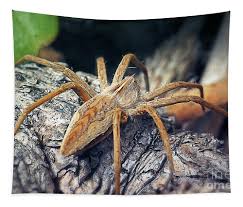 Attēlu rezultāti vaicājumam “Pisaura mirabilis”