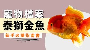 Image result for 金魚
