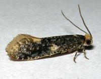 Attēlu rezultāti vaicājumam “Monopis weaverella”