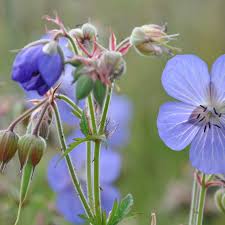 Attēlu rezultāti vaicājumam “Geranium pratense leaf”