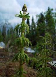 Attēlu rezultāti vaicājumam “Equisetum sylvaticum”