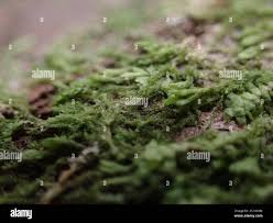 Attēlu rezultāti vaicājumam “Blepharostoma trichophyllum”