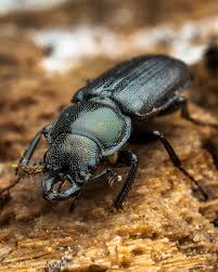 Attēlu rezultāti vaicājumam “Platycerus caraboides”