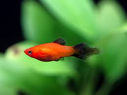 Image result for Platycephalus richardsoni