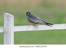 Attēlu rezultāti vaicājumam “Falco vespertinus adult”