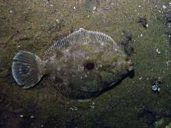 Image result for Myzopsetta ferruginea