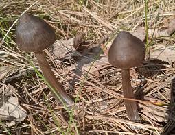 Attēlu rezultāti vaicājumam “Entoloma vernum”