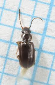 Attēlu rezultāti vaicājumam “Acupalpus flavicollis”