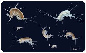 Attēlu rezultāti vaicājumam “Amphipoda”