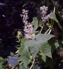 Attēlu rezultāti vaicājumam “Reticularia lobata young”