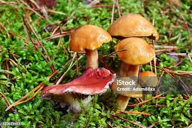 Attēlu rezultāti vaicājumam “Gomphidius roseus”