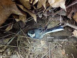 Attēlu rezultāti vaicājumam “Motacilla alba nest”