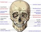 Features of Human Cranium - Atlas of Human Skull Bones and Facial ...