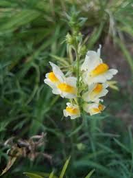 Attēlu rezultāti vaicājumam “Linaria vulgaris flower”
