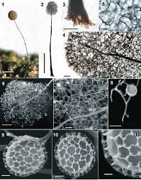 Attēlu rezultāti vaicājumam “Comatricha nigra spores”