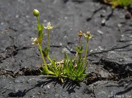 Attēlu rezultāti vaicājumam “Sagina procumbens fruit”