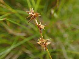 Attēlu rezultāti vaicājumam “Carex echinata”