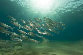 Image result for Crenimugil seheli