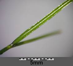 Attēlu rezultāti vaicājumam “Potamogeton trichoides leaf”