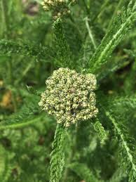 Attēlu rezultāti vaicājumam “Achillea millefolium bud”
