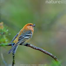 Image result for Pinicola enucleator