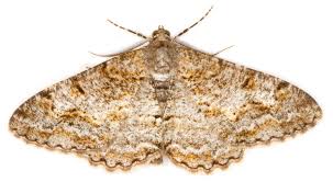 Attēlu rezultāti vaicājumam “Alcis repandata”