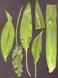 Image result for Herbstzeitlose