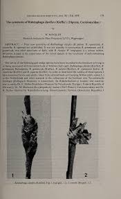 Attēlu rezultāti vaicājumam “Rabdophaga heterobia”