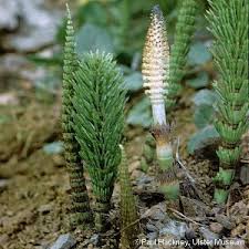 Attēlu rezultāti vaicājumam “Equisetum telmateia”
