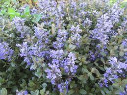 Attēlu rezultāti vaicājumam “Ajuga reptans bud”