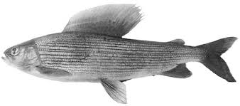 Image result for Thymallus thymallus