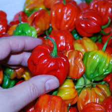 Afbeeldingsresultaat voor aji dulce sweet pepper