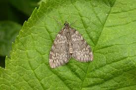 Attēlu rezultāti vaicājumam “Hydriomena impluviata”