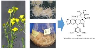 Attēlu rezultāti vaicājumam “Linum catharticum fruit”
