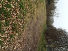 Image result for Moseley Ashfield Cc