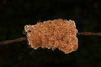 Attēlu rezultāti vaicājumam “Antrodia malicola”