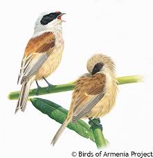 Attēlu rezultāti vaicājumam “Remiz pendulinus adult”